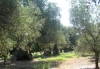 Alberi di ulivo